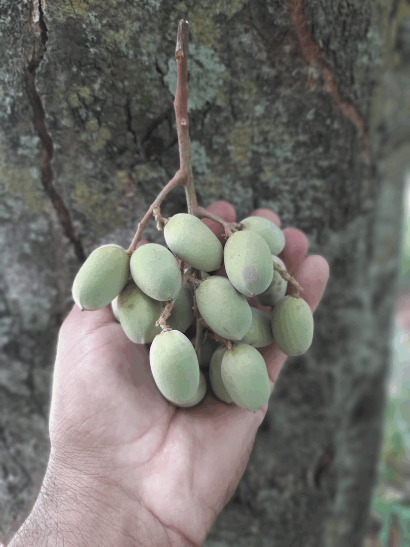 Pitomba verde, Alagoas - Talisia sp.