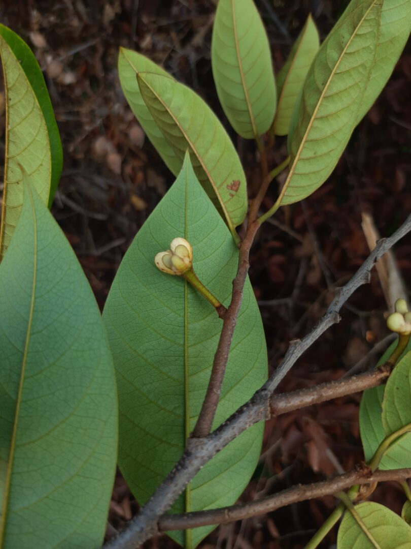 Annona pickelii (Diels) H.Rainer