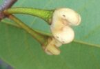 Annona pickelii (Diels) H.Rainer