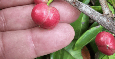Protium bahianum Daly