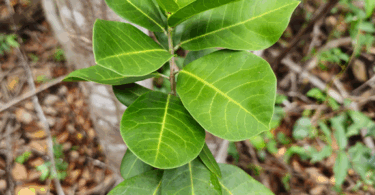 Protium bahianum Daly