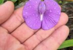 Centrosema brasilianum L.