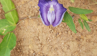 Centrosema brasilianum L.