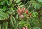 Fruto Hymenaea rubriflora Ducke