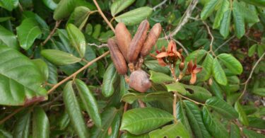 Fruto Hymenaea rubriflora Ducke