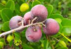 Frutos de Guajiru - Chrysobalanus icaco. L.
