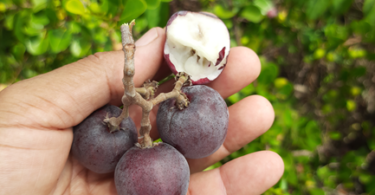 Frutos de Guajiru - Chrysobalanus icaco. L.