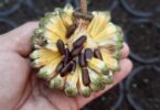 Duguetia gardneriana Mart.