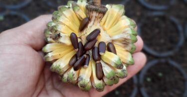 Duguetia gardneriana Mart.