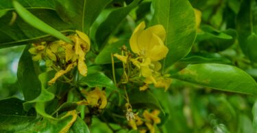 Pau ferro - Chamaecrista ensiformis (Vellozo) Irwin & Barneby var. ensiformis