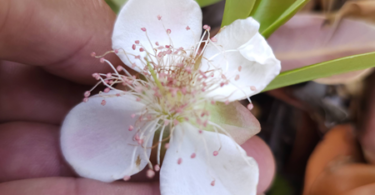 Flor de Eugenia sp. Marechal deodoro-AL