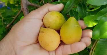 Fruto de Umbu cajá - Spondias bahiensis