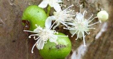 Frutos de Jabuticaba- de-alagoas - Plinia sp.