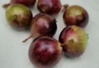 Frutos de Jabuticaba- de-alagoas - Plinia sp.