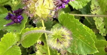 Menta rasteira - Rhaphiodon echinus Schauer