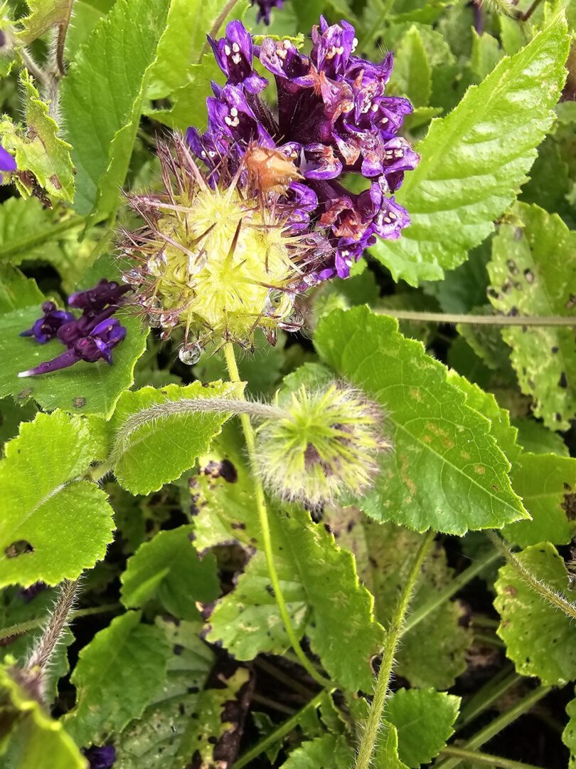 Menta rasteira - Rhaphiodon echinus Schauer