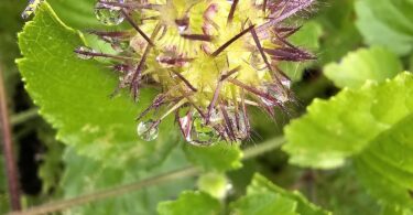 Menta rasteira - Rhaphiodon echinus Schauer