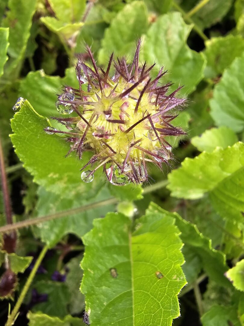 Menta rasteira - Rhaphiodon echinus Schauer