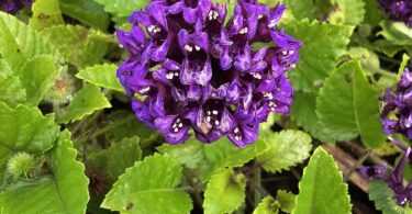 Menta rasteira - Rhaphiodon echinus Schauer