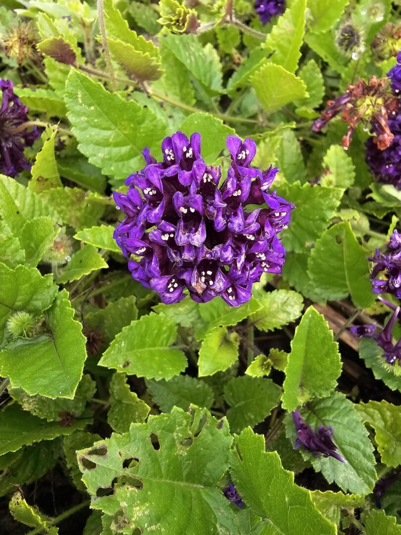 Menta rasteira - Rhaphiodon echinus Schauer