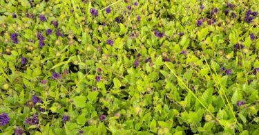 Menta rasteira - Rhaphiodon echinus Schauer