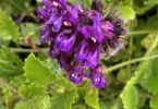 Menta rasteira - Rhaphiodon echinus Schauer