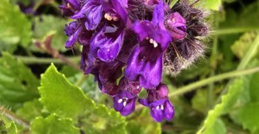 Menta rasteira - Rhaphiodon echinus Schauer