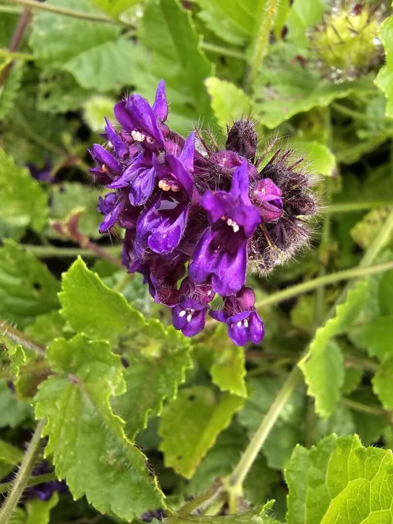 Menta rasteira - Rhaphiodon echinus Schauer
