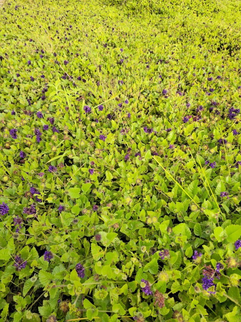 Menta rasteira - Rhaphiodon echinus Schauer