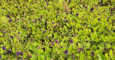 Menta rasteira - Rhaphiodon echinus Schauer