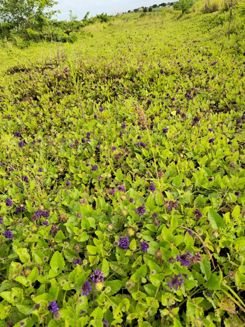 Menta rasteira - Rhaphiodon echinus Schauer