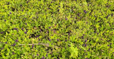 Menta rasteira - Rhaphiodon echinus Schauer