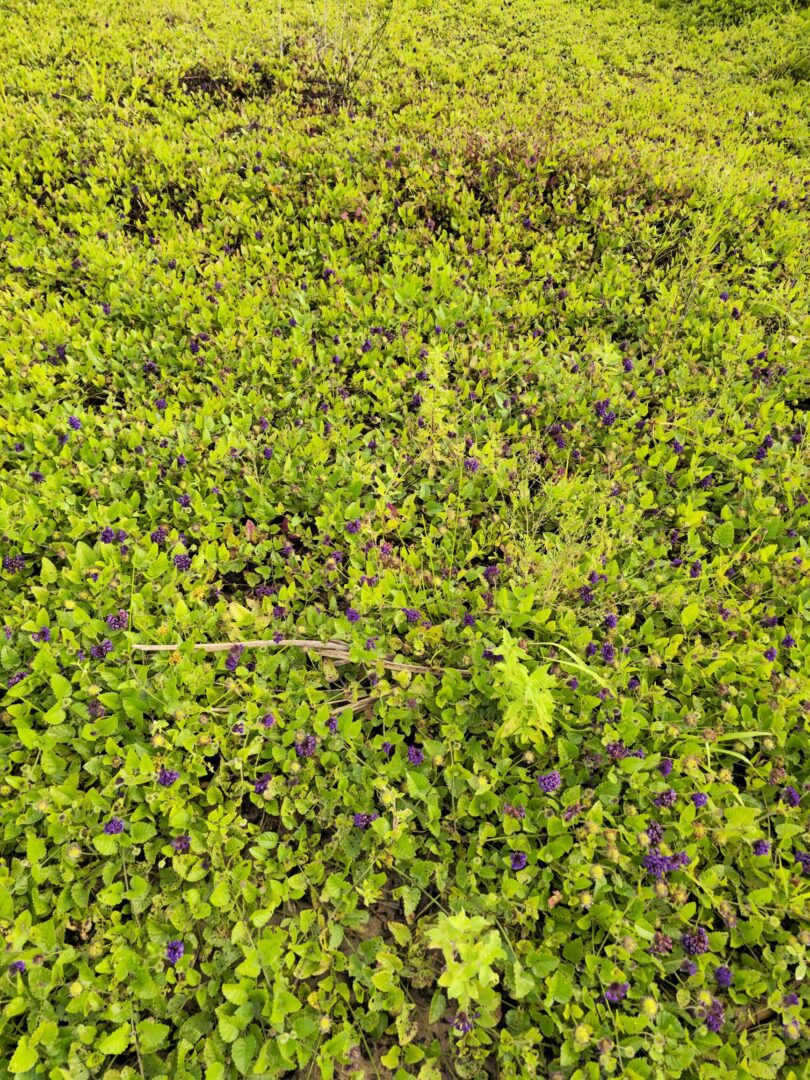 Menta rasteira - Rhaphiodon echinus Schauer