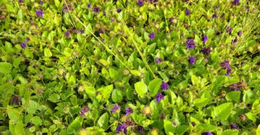 Menta rasteira - Rhaphiodon echinus Schauer