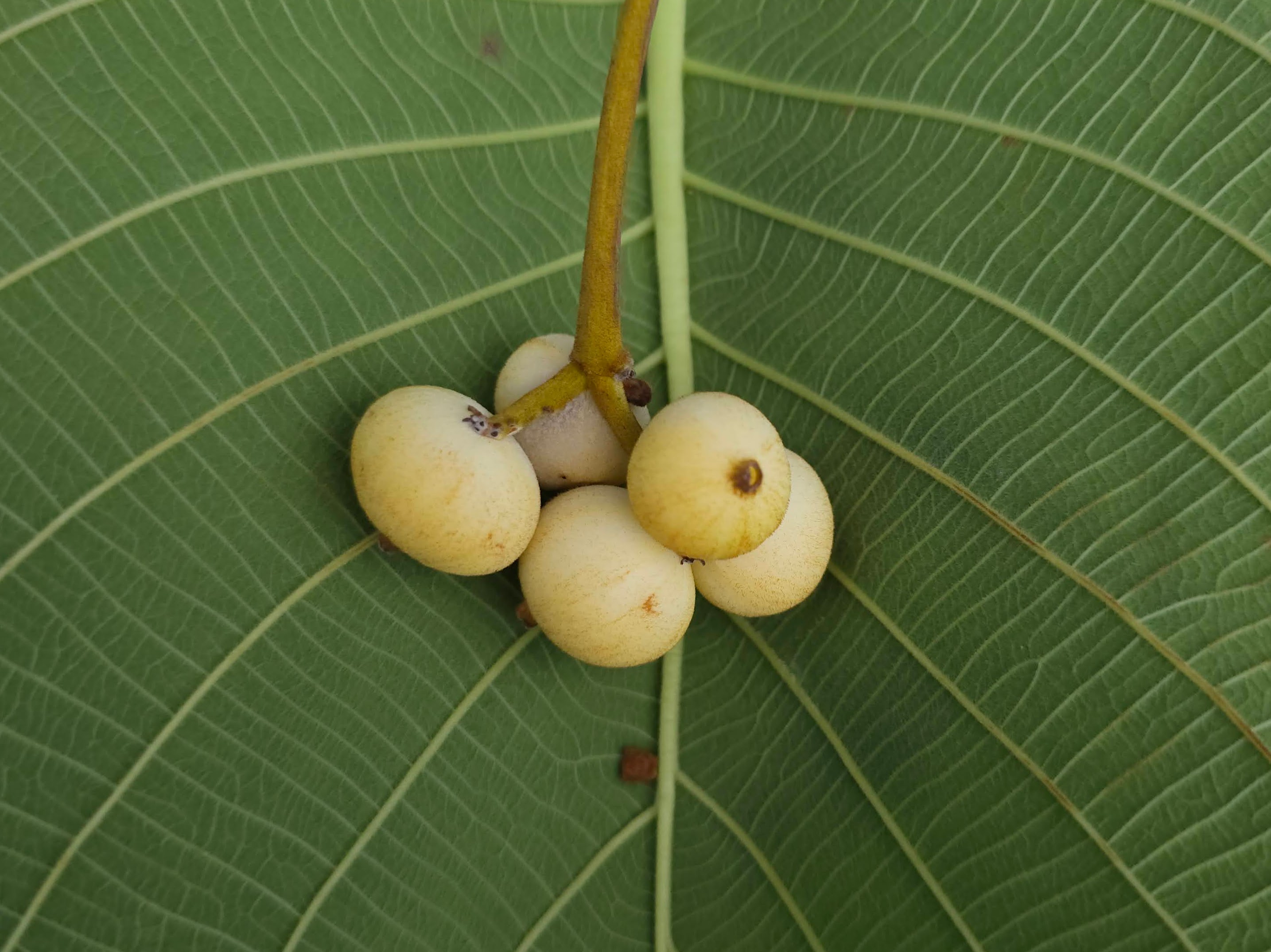 Frutos de Guettarda viburnoides Cham. & Schltdl.