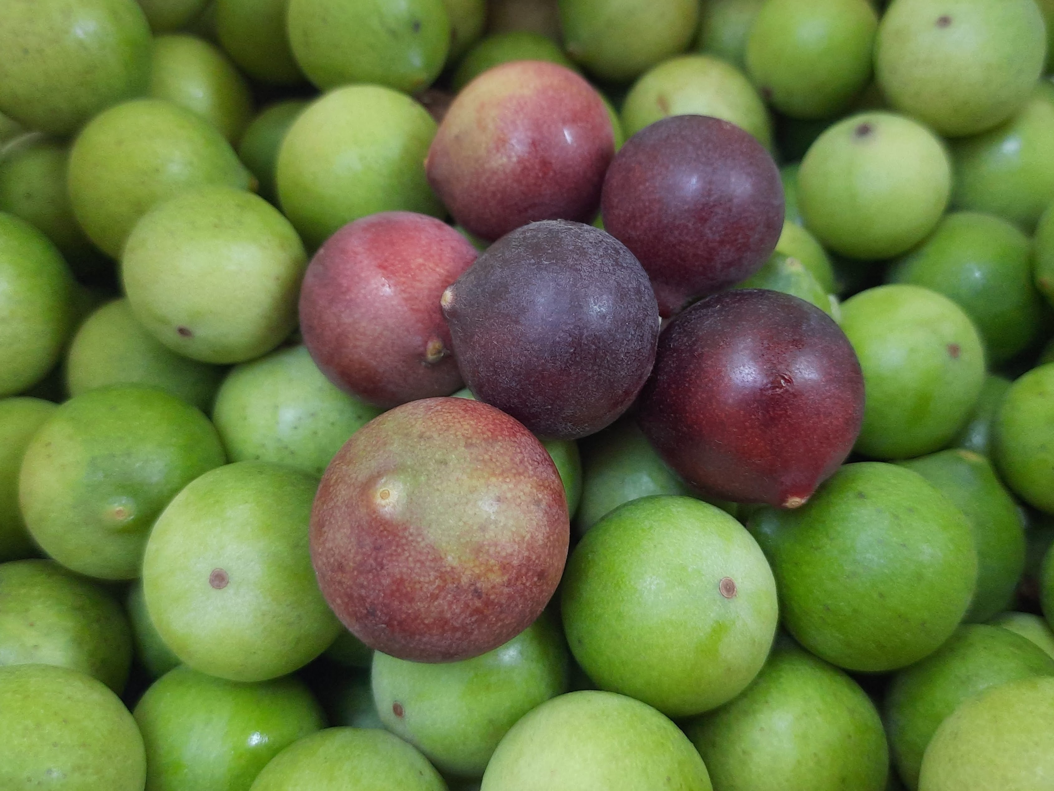 Frutos de - Myrciaria cf. alagoana Sobral.jpg