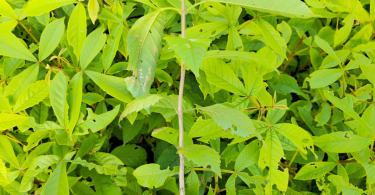 Muda-de-Taruma-Vitex-polygama