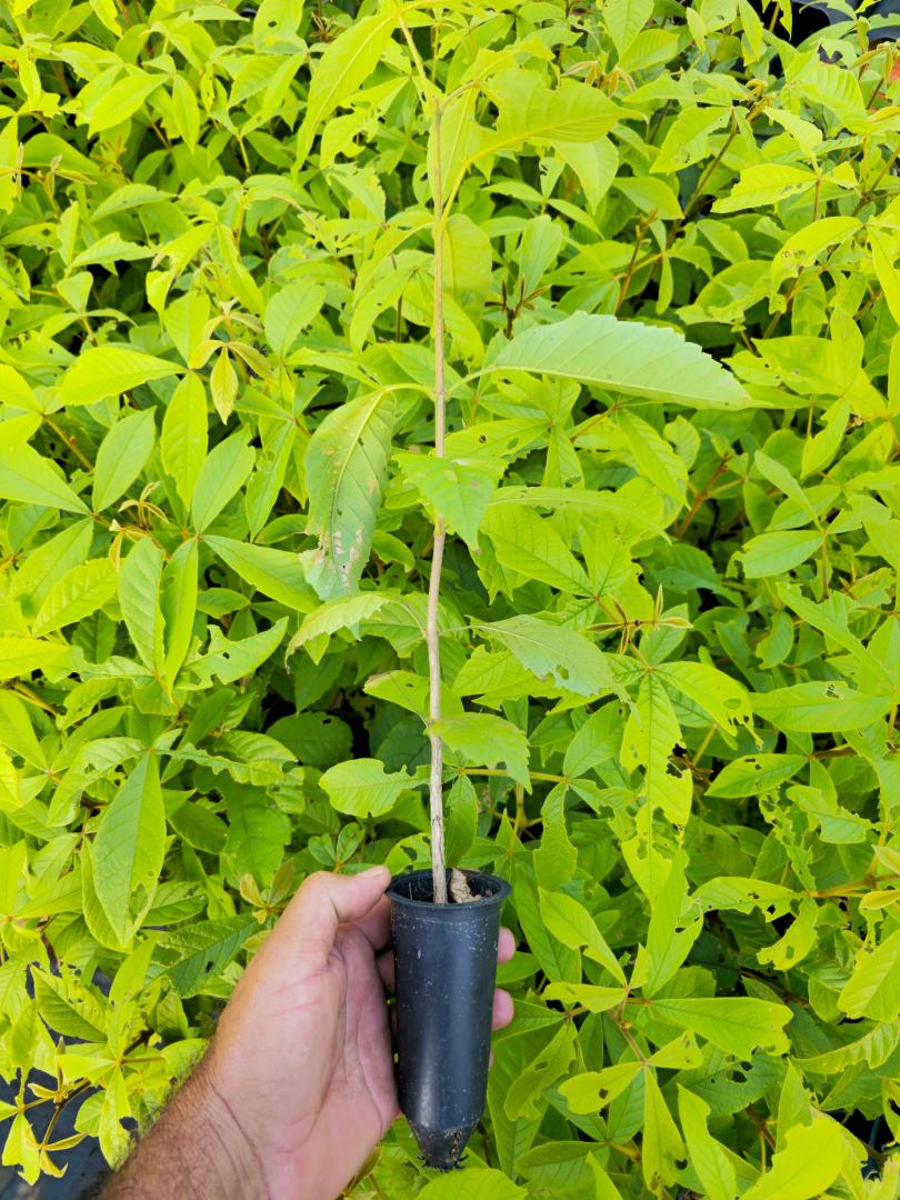 Muda-de-Taruma-Vitex-polygama