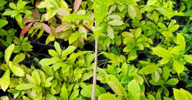 Mudas de Jequitibá rosa - Cariniana legalis