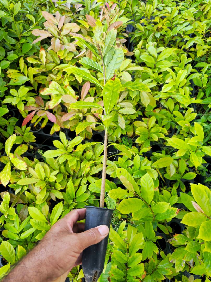Mudas de Jequitibá rosa - Cariniana legalis