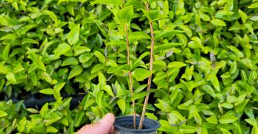 Mudas de Mouriri guianensis