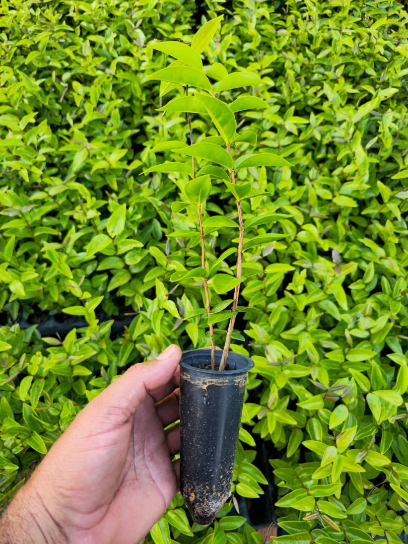Mudas de Mouriri guianensis