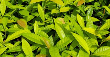 Mudas de Pouteria gardneri - Sapota roxa