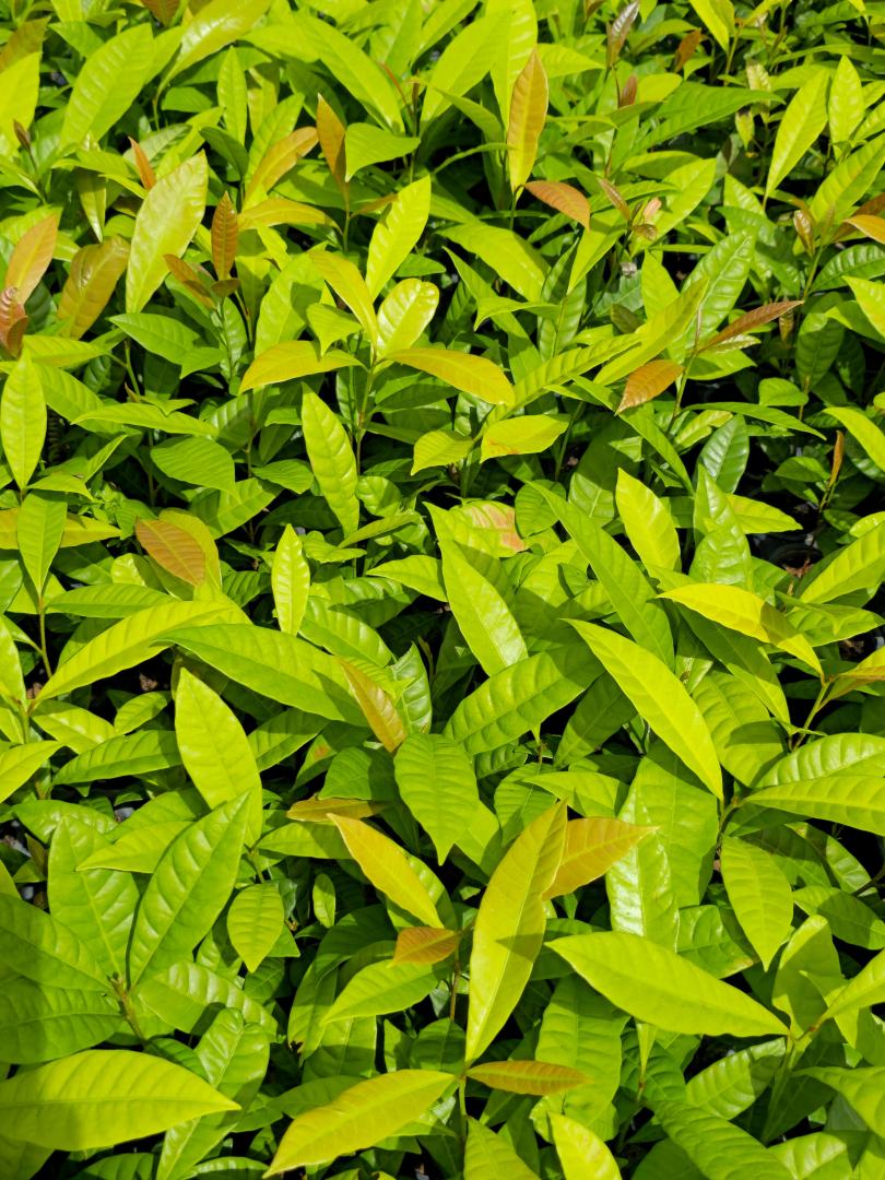Mudas de Pouteria gardneri - Sapota roxa