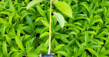 Mudas de Burra leiteira - Sapium sp.