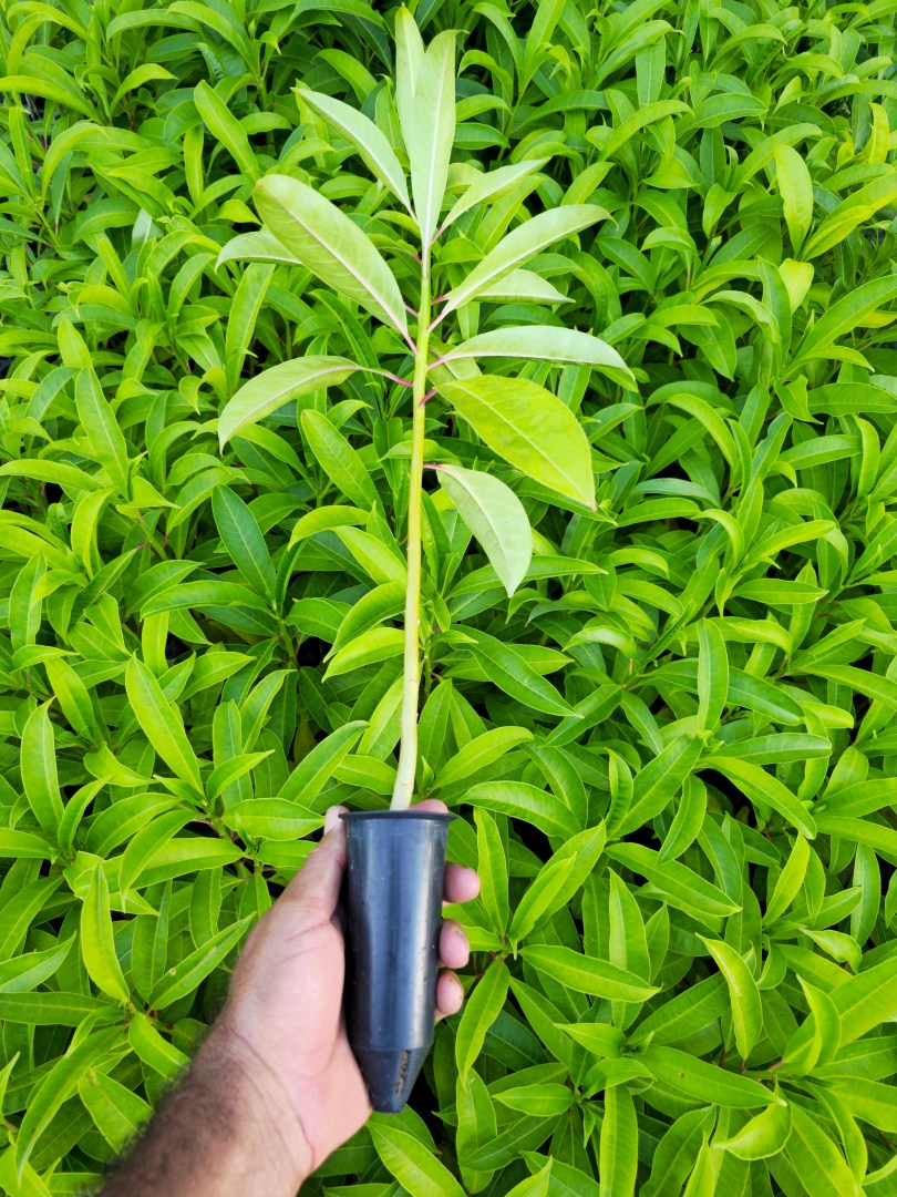 Mudas de Burra leiteira - Sapium sp.
