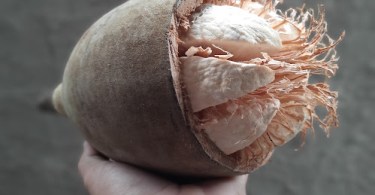 Mudas de Baobá - Adansonia digitata L.